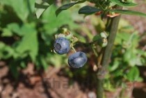 万寿菊种植条件，万寿菊种植