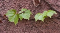 白芨种子种植技术，白芨种植技术白芨种植方法