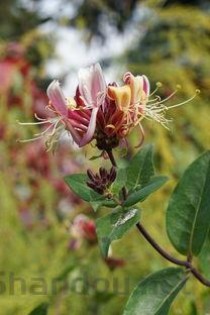 金银花图片高清图片，金银花图片高清图片植物图片