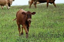 今日肉鸡价格鸡病网，禽病网今日最新肉鸡价格