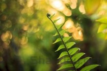 辣椒种植技术视频教程，辣椒种植技术