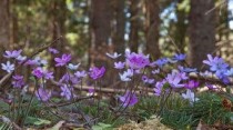 在山区养殖种植什么才能好呢，山区养殖什么致富项目