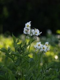 冬季里最耐寒的15种花卉室内养殖，冬季里最耐寒的15种花卉