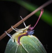 黄粉虫人吃有害处吗，黄粉虫有毒吗