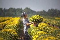 油茶树一亩栽多少棵，10亩油茶树一年多少利润