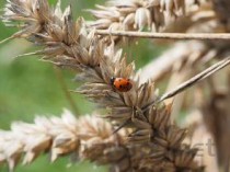 191农资人种植技术，农种植技术视频