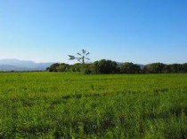 明日猪价上涨视频，明日猪价上涨?