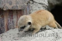 野猪套天下无敌，野猪套天下第一