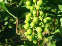 金银花种植前景如何,怎么种植?，金银花种植前景如何