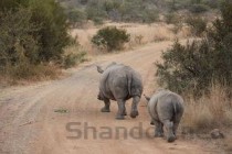 非洲猪瘟生物安全防控要点，非洲猪瘟生物安全防控措施