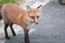 正大猪饲料价格，正大猪饲料价格多少