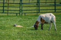 关于农村私人养猪规定，关于农村私人养猪规定最新