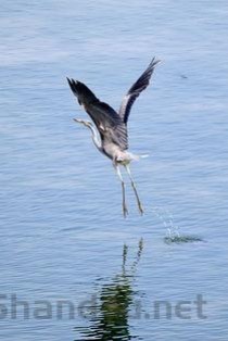 台湾泥鳅养殖技术视频教程，台湾泥鳅养殖视频播放