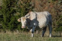 肉牛养殖方法和注意事项，肉牛养殖技术和方法