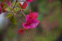 桂花树种植季节，桂花树种植