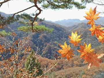 中药材，中药材黄金种植